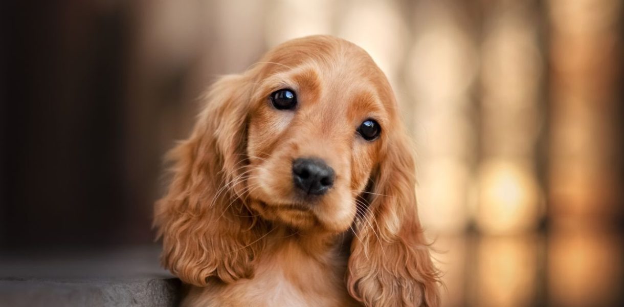The English Cocker Spaniel A Comprehensive Guide to a Beloved Breed