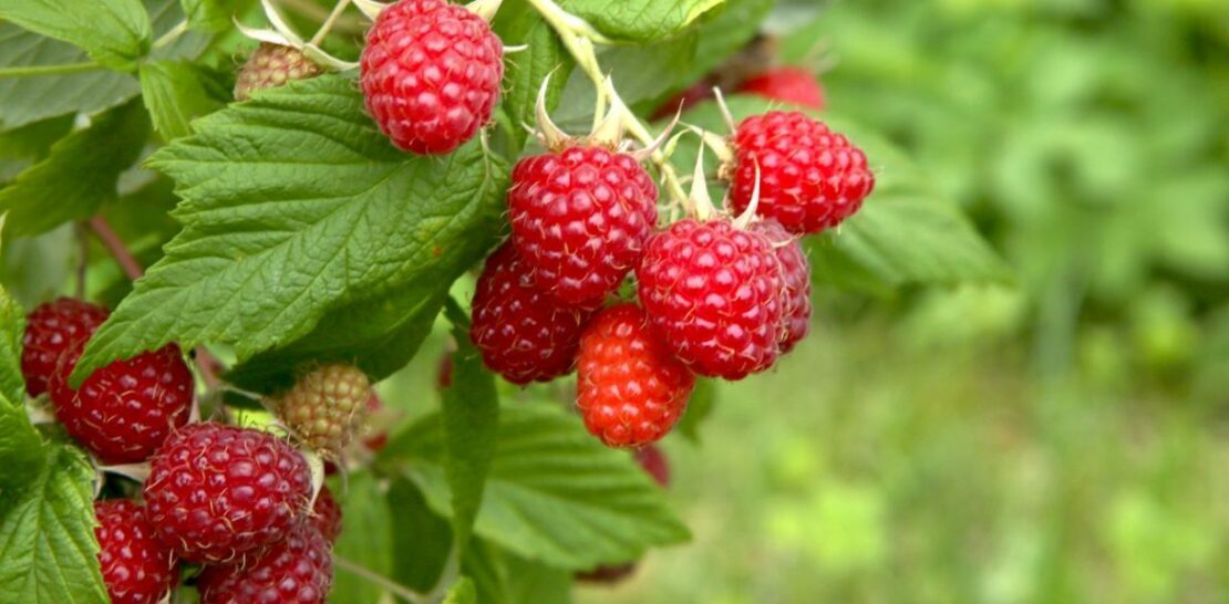 Raspberry Bush Care in July: The Ultimate Guide to a Bountiful Harvest
