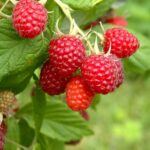 Raspberry Bush Care in July: The Ultimate Guide to a Bountiful Harvest