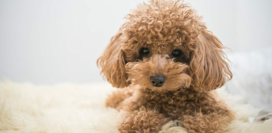 The Poodle: Elegance, Intelligence, and Versatility Wrapped in One Canine Package