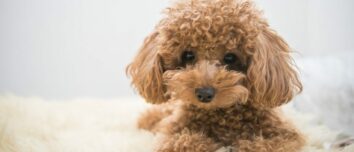 The Poodle: Elegance, Intelligence, and Versatility Wrapped in One Canine Package