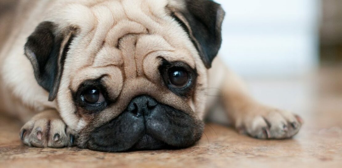 Unlocking the Pug's Secrets: A Comprehensive Guide to Character, Health, and Education