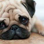 Unlocking the Pug's Secrets: A Comprehensive Guide to Character, Health, and Education