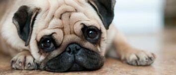 Unlocking the Pug's Secrets: A Comprehensive Guide to Character, Health, and Education