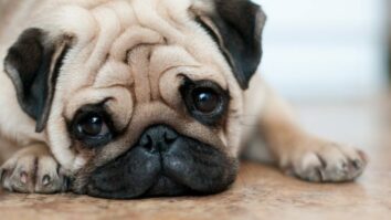 Unlocking the Pug's Secrets: A Comprehensive Guide to Character, Health, and Education