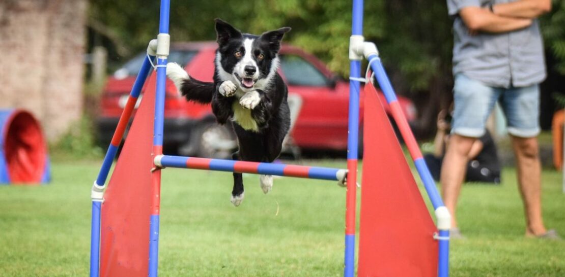 Discover the Top 5 Brilliant Dog Breeds to Master Agility and Have a Blast!