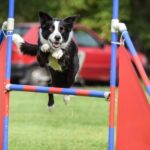 Discover the Top 5 Brilliant Dog Breeds to Master Agility and Have a Blast!