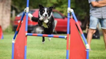 Discover the Top 5 Brilliant Dog Breeds to Master Agility and Have a Blast!