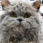 The Selkirk Rex: A Curly-Coated Feline with a Winning Personality