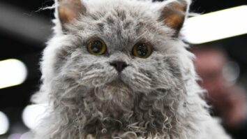 The Selkirk Rex: A Curly-Coated Feline with a Winning Personality
