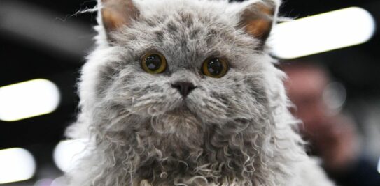 The Selkirk Rex: A Curly-Coated Feline with a Winning Personality