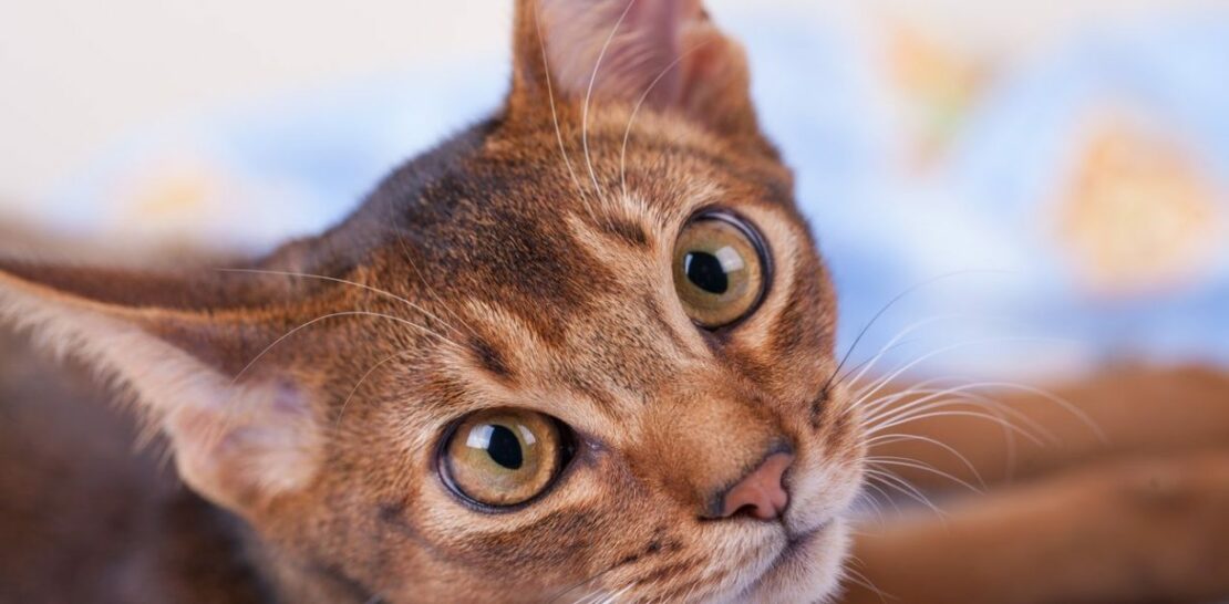 Discover the Enigmatic and Elegant World of the Abyssinian Cat Breed