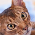 Discover the Enigmatic and Elegant World of the Abyssinian Cat Breed