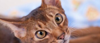 Discover the Enigmatic and Elegant World of the Abyssinian Cat Breed