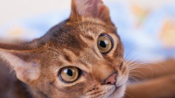 Discover the Enigmatic and Elegant World of the Abyssinian Cat Breed