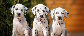 Discovering Dalmatians: A Comprehensive Guide to the Spotted Dog Breed