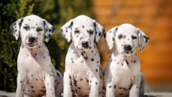 Discovering Dalmatians: A Comprehensive Guide to the Spotted Dog Breed