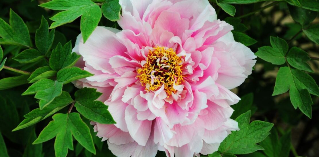 Peony Perfection: The Comprehensive Guide to Cultivating and Caring for Peonies in Your Garden
