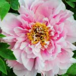 Peony Perfection: The Comprehensive Guide to Cultivating and Caring for Peonies in Your Garden