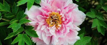 Peony Perfection: The Comprehensive Guide to Cultivating and Caring for Peonies in Your Garden