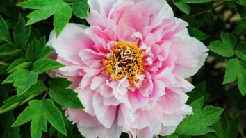 Peony Perfection: The Comprehensive Guide to Cultivating and Caring for Peonies in Your Garden