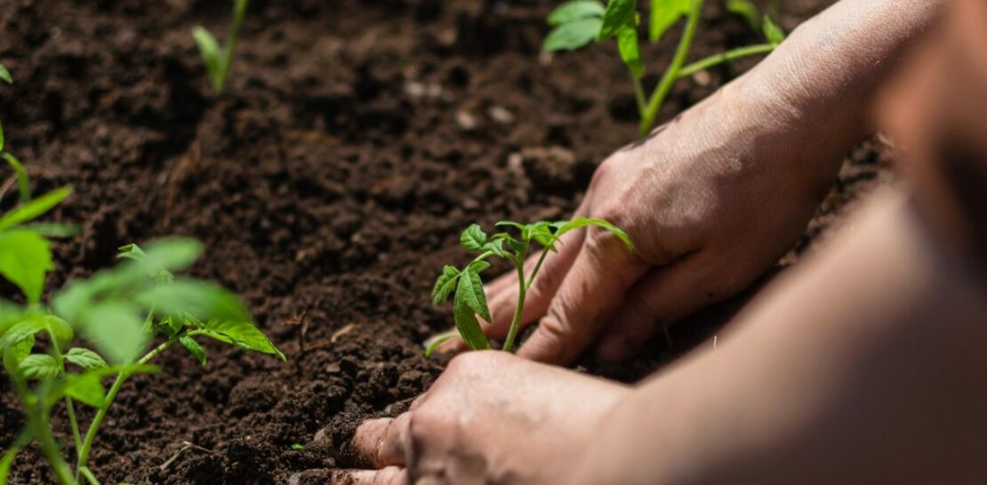 March Gardening Mastery: Planting, Sowing, and Harvesting Tips for a Flourishing Spring Garden