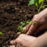 March Gardening Mastery: Planting, Sowing, and Harvesting Tips for a Flourishing Spring Garden