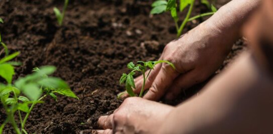 March Gardening Mastery: Planting, Sowing, and Harvesting Tips for a Flourishing Spring Garden