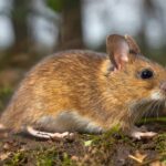 Natural and Effective Repellent Plants for Keeping Mice and Rodents at Bay