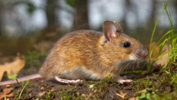 Natural and Effective Repellent Plants for Keeping Mice and Rodents at Bay