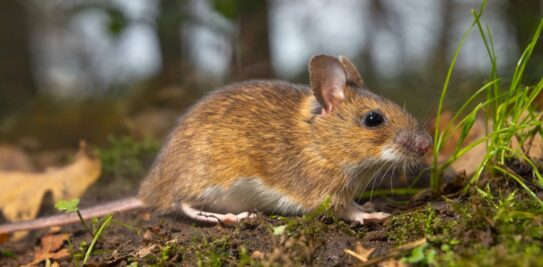 Natural and Effective Repellent Plants for Keeping Mice and Rodents at Bay
