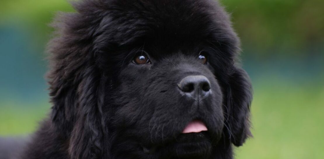 Newfoundland Dog Breed: The Gentle Giant with a Heart of Gold