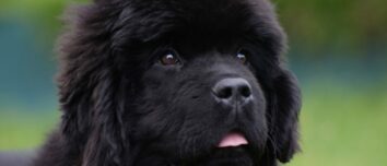 Newfoundland Dog Breed: The Gentle Giant with a Heart of Gold