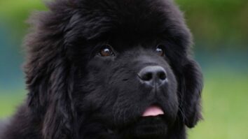 Newfoundland Dog Breed: The Gentle Giant with a Heart of Gold